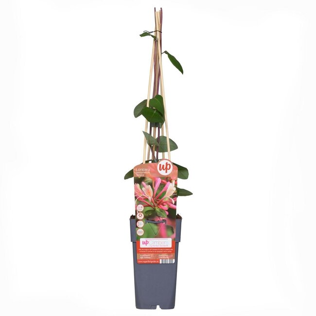 Lonicera periclymenum Belgica Gartenpflanze 65 cm Topfmaß 15 cm