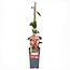 Lonicera periclymenum Belgica Gartenpflanze 65 cm Topfmaß 15 cm