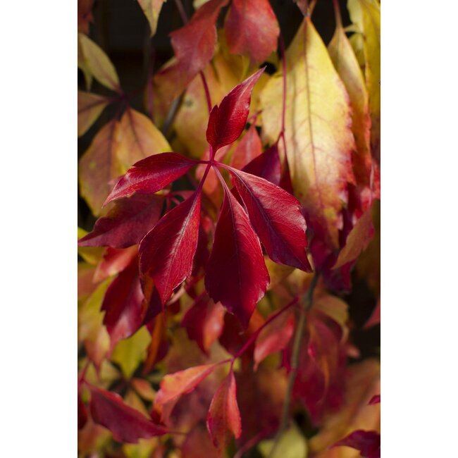 Parthenocissus henryana Chinese Wild Winged Gartenpflanze 65 cm Topfmaß 15 cm
