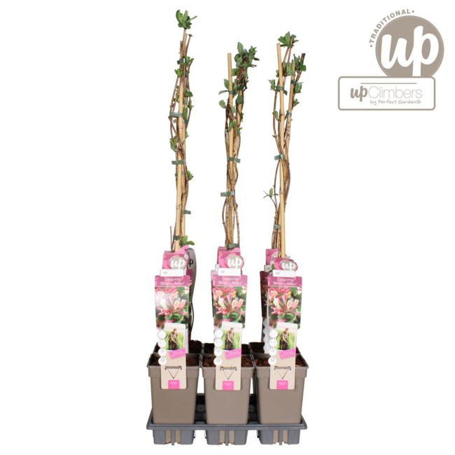 Lonicera periclymenum Belgica tuinplant 65 cm potmaat 15 cm