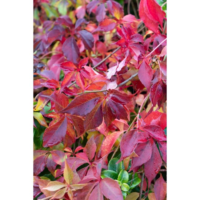 Parthenocissus henryana Chinese Wild Winged garden plant 65 cm pot size 15 cm