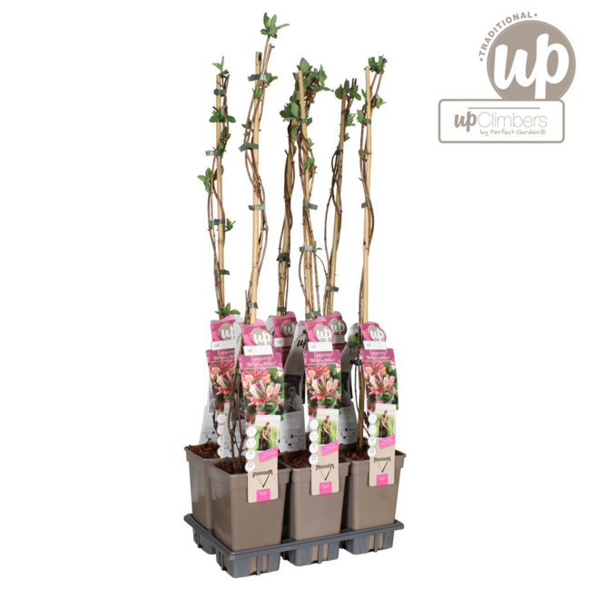 Lonicera periclymenum Belgica Gartenpflanze 65 cm Topfmaß 15 cm