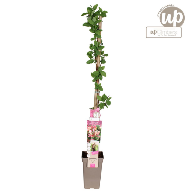 Lonicera periclymenum Belgica garden plant 65 cm pot size 15 cm
