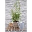 Fargesia rufa garden plant 60 cm pot size 19 cm