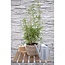 Fargesia rufa tuinplant 60 cm potmaat 19 cm