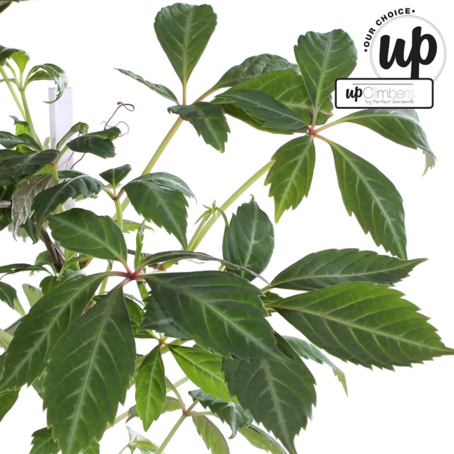 Parthenocissus henryana Chinese Wild Winged garden plant 65 cm pot size 15 cm