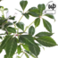 Parthenocissus henryana Chinese Wild Winged tuinplant 65 cm potmaat 15 cm