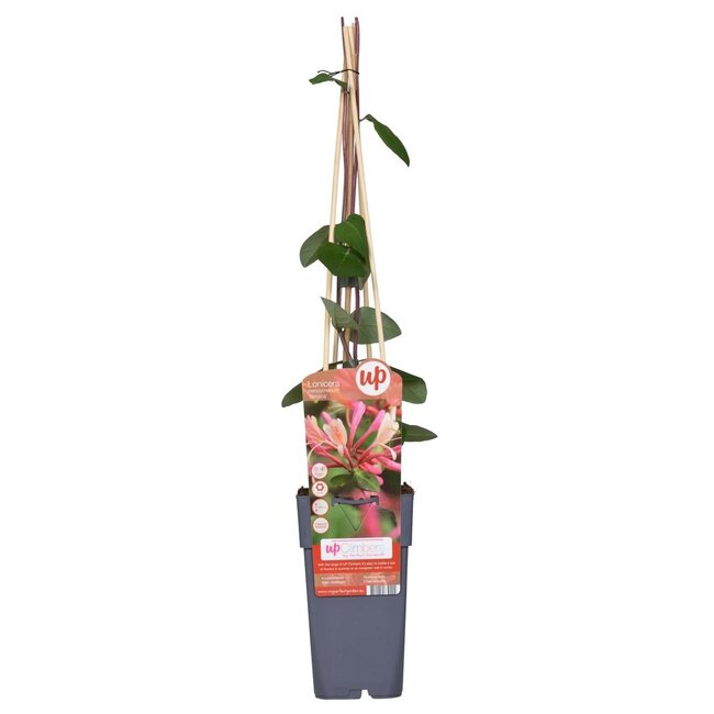 Lonicera periclymenum Belgica tuinplant 65 cm potmaat 15 cm