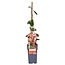 Lonicera periclymenum Belgica tuinplant 65 cm potmaat 15 cm