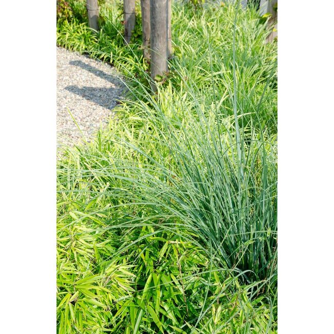 Fargesia rufa tuinplant 60 cm potmaat 19 cm