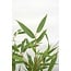 Fargesia rufa Gartenpflanze 60 cm Topfmaß 19 cm