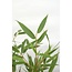Fargesia rufa tuinplant 60 cm potmaat 19 cm