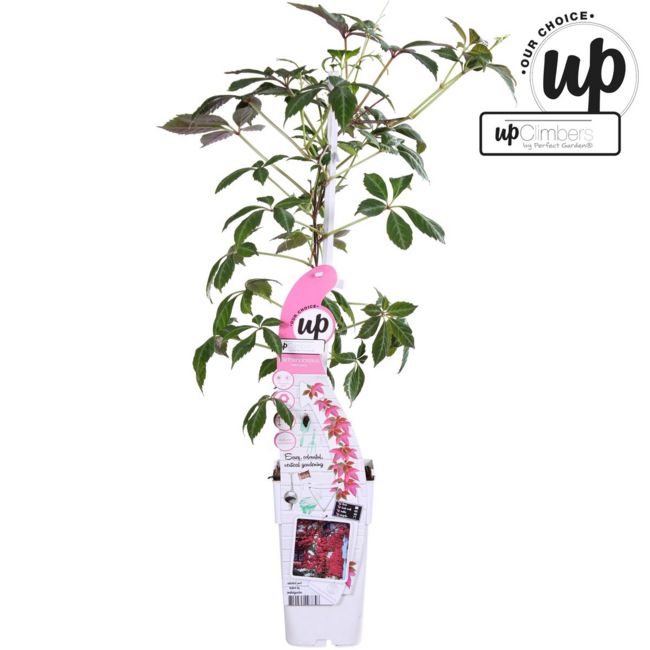 Parthenocissus henryana Chinese Wild Winged garden plant 65 cm pot size 15 cm