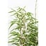 Fargesia rufa garden plant 60 cm pot size 19 cm