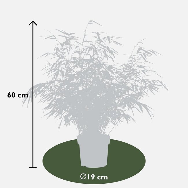 Fargesia rufa garden plant 60 cm pot size 19 cm
