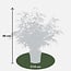 Fargesia rufa garden plant 60 cm pot size 19 cm