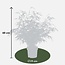 Fargesia rufa tuinplant 60 cm potmaat 19 cm