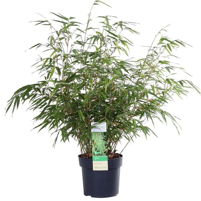Fargesia rufa tuinplant 60 cm potmaat 19 cm