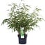 Fargesia rufa garden plant 60 cm pot size 19 cm