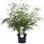 Fargesia rufa tuinplant 60 cm potmaat 19 cm