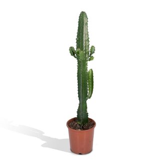 Koning Bamboe Euphorbia Acrurensis kamerplant 50 cm