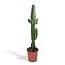Euphorbia Acrurensis kamerplant 50 cm potmaat 17 cm
