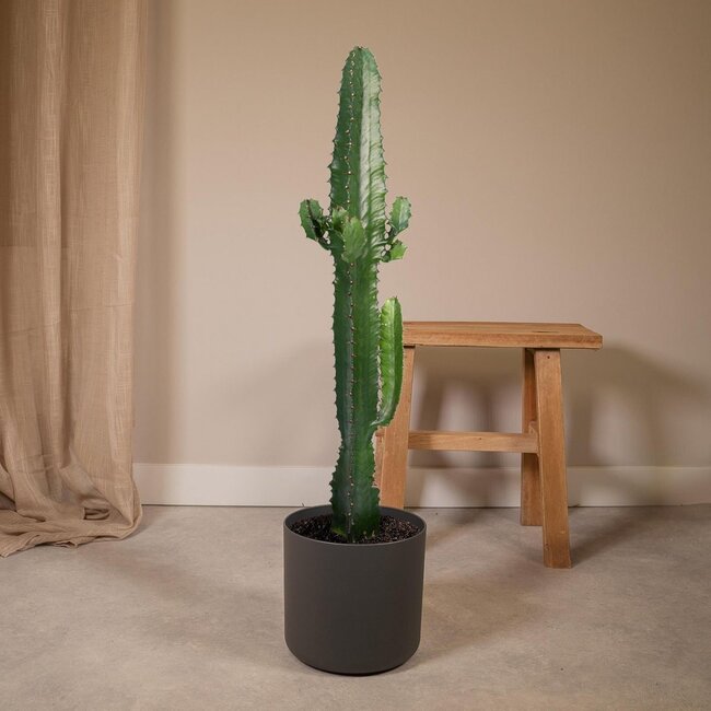 Euphorbia Acrurensis kamerplant 50 cm potmaat 17 cm