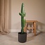 Euphorbia Acrurensis kamerplant 50 cm potmaat 17 cm