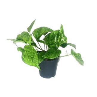 Koning Bamboe Scindapsus Pictus Trebie houseplant 20 cm