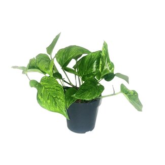 Koning Bamboe Scindapsus Pictus Trebie kamerplant 20 cm