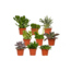 Everspring Succulent Mix plantenset 18 stuks 10 cm potmaat 8.5 cm