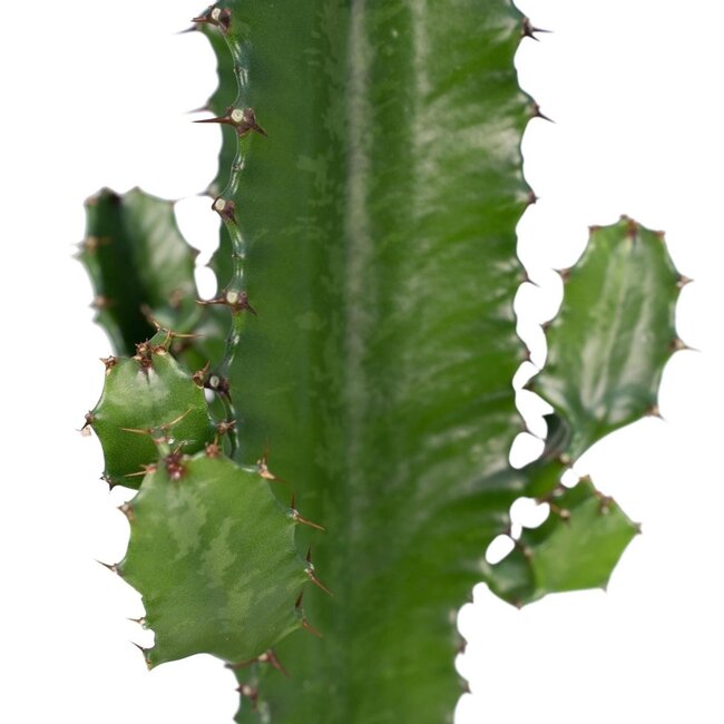 Euphorbia Acrurensis houseplant 50 cm pot size 17 cm