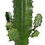Euphorbia Acrurensis kamerplant 50 cm potmaat 17 cm