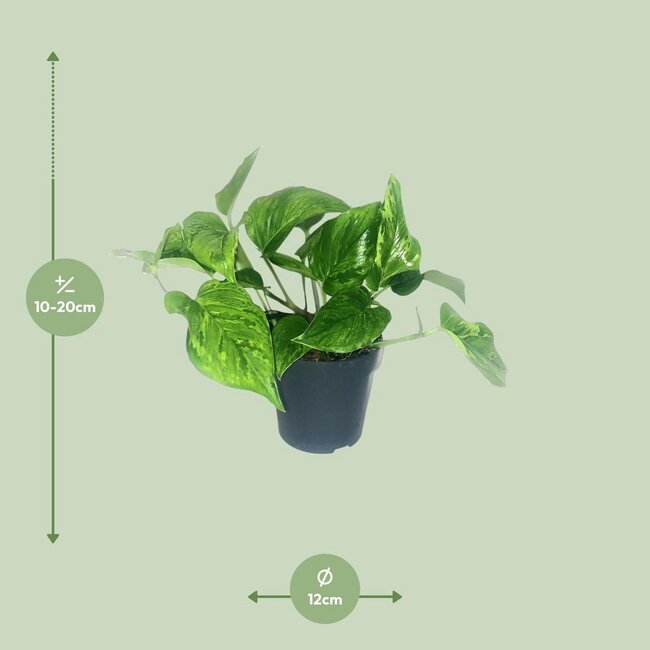 Scindapsus Pictus Trebie houseplant 20 cm pot size 12 cm