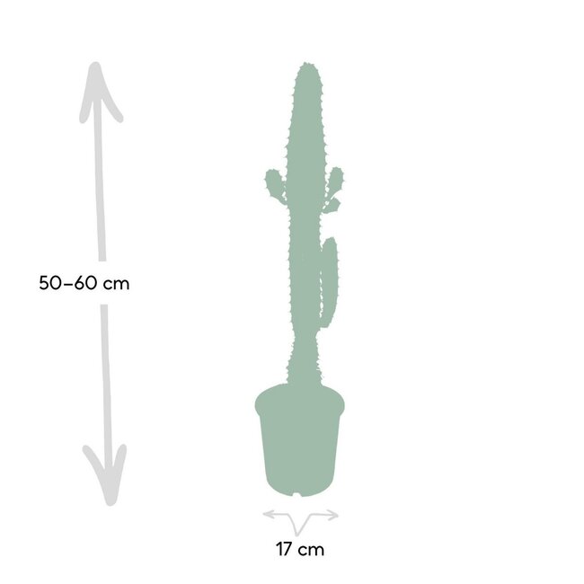 Euphorbia Acrurensis kamerplant 50 cm potmaat 17 cm