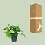Scindapsus Pictus Trebie kamerplant 20 cm potmaat 12 cm