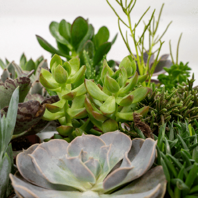 Everspring Succulent Mix plantenset 18 stuks 10 cm potmaat 8.5 cm