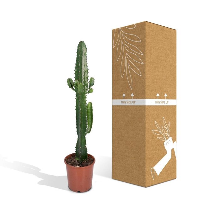 Euphorbia Acrurensis houseplant 50 cm pot size 17 cm