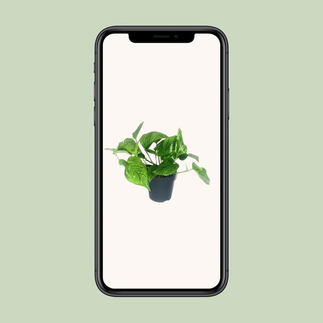 Scindapsus Pictus Trebie houseplant 20 cm pot size 12 cm