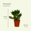 Everspring Succulent Mix plantenset 18 stuks 10 cm potmaat 8.5 cm