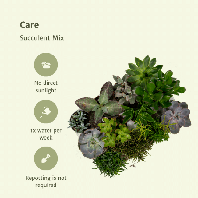 Everspring Succulent Mix plantenset 18 stuks 10 cm potmaat 8.5 cm