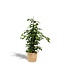 Ficus benjamina Danielle kamerplant 95 cm potmaat 21 cm