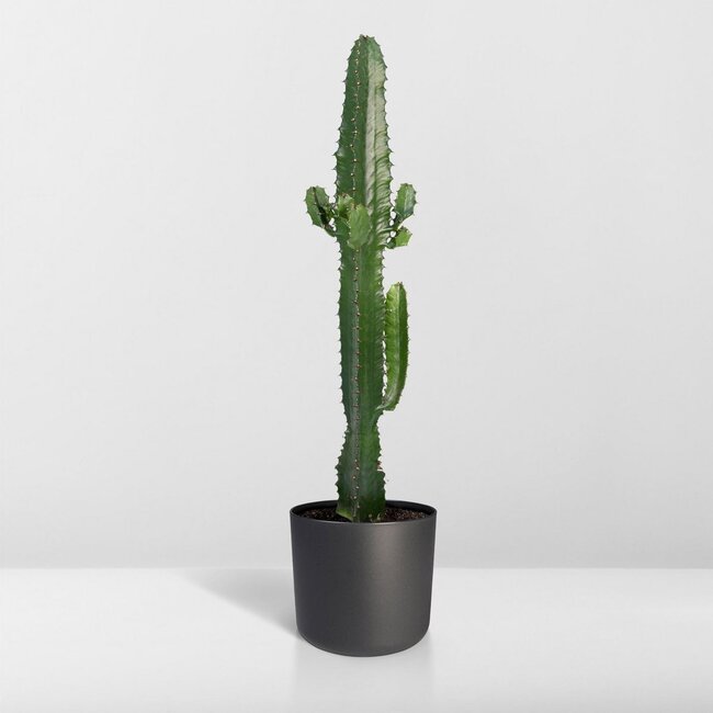 Euphorbia Acrurensis kamerplant 50 cm potmaat 17 cm