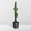 Euphorbia Acrurensis houseplant 50 cm pot size 17 cm