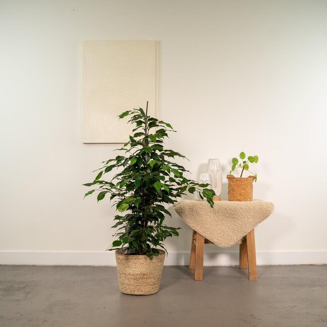 Ficus benjamina Danielle houseplant 95 cm pot size 21 cm