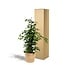 Ficus benjamina Danielle Zimmerpflanze 95 cm Topfmaß 21 cm