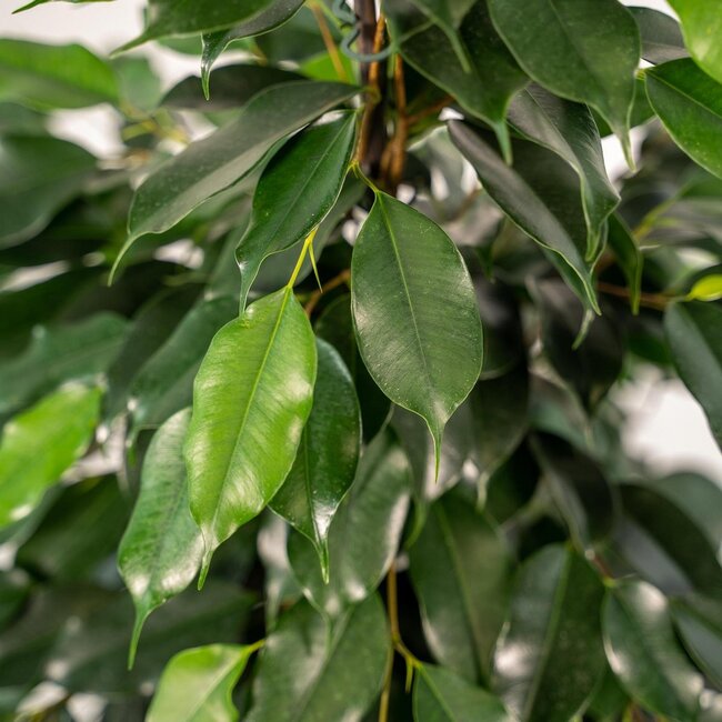 Ficus benjamina Danielle houseplant 95 cm pot size 21 cm