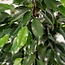 Ficus benjamina Danielle kamerplant 95 cm potmaat 21 cm