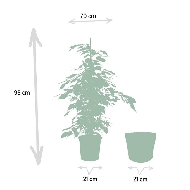 Ficus benjamina Danielle kamerplant 95 cm potmaat 21 cm