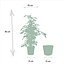 Ficus benjamina Danielle houseplant 95 cm pot size 21 cm